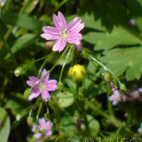 Pink Purslane